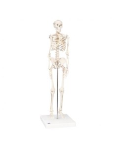 3B Scientific Shorty A18 Skelett auf halbem Sockel