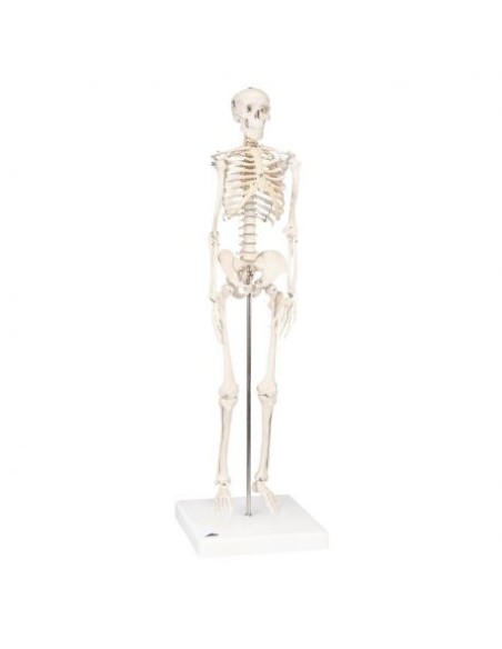 Esqueleto 3B Scientific Shorty A18 sobre base de media talla