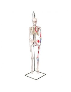 3B Scientific Skelett Shorty A18/6, mit Muskelansätzen,...