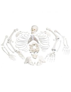 Modèle anatomique de squelette humain non assemblé avec...