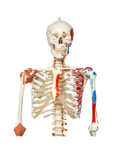 Squelette Sam avec ligaments articulaires et insertions... 2