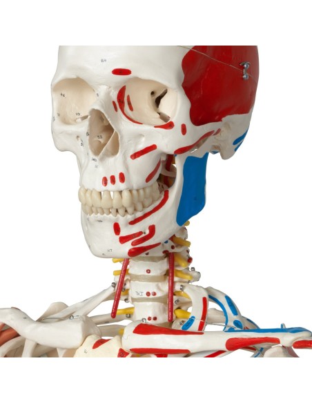 Scheletro Sam con legamenti articolari e inserzioni muscolari A13/1