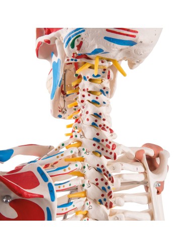 Squelette Sam avec ligaments articulaires et...