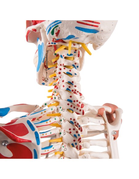 Esqueleto Sam con ligamentos articulares e inserciones musculares A13/1