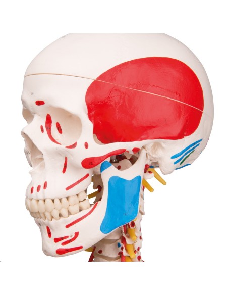 Squelette Sam avec ligaments articulaires et insertions musculaires A13/1