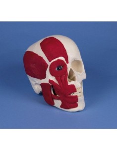 Erler Zimmer, anatomical model of skull with musculature...