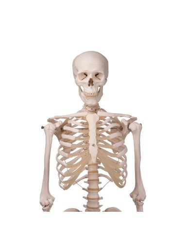 3B Scientific, modello anatomico, scheletro...