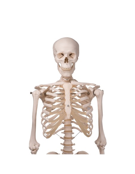 3B Scientific, anatomisches Modell, klassisches Skelett A10