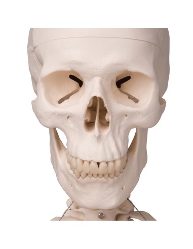 3B Scientific, anatomical model, classical...