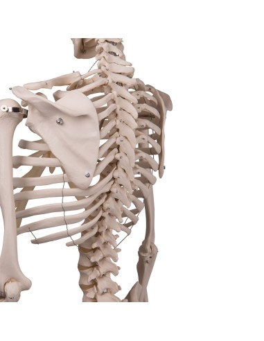 3B Scientific, anatomical model, classical...