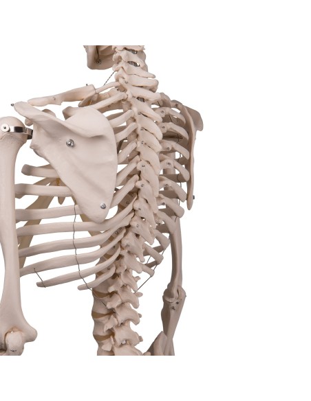 3B Scientific, anatomisches Modell, klassisches Skelett A10