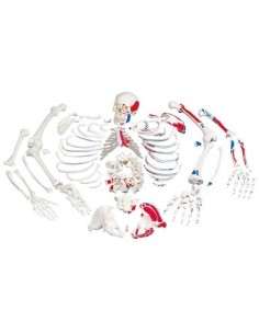 Anatomical model of unassembled human skeleton with...