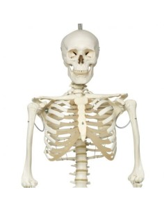3B Scientific, Skelett Phil A15/3, das physiologische...