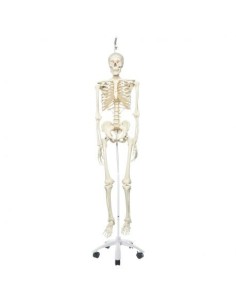 3B Scientific, anatomisches Modell, klassisches Skelett...