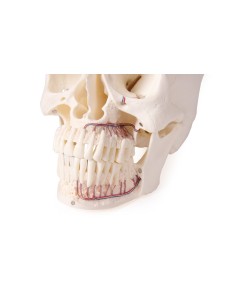 Luxury skull for dentistry and dental surgery, 5-part...