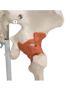 3B Scientific, Human skeleton with joint ligaments A12 2
