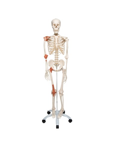 3B Scientific, Menschliches Skelett mit...