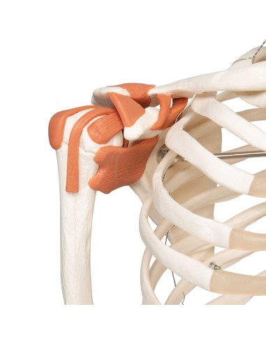 3B Scientific, Human skeleton with joint...