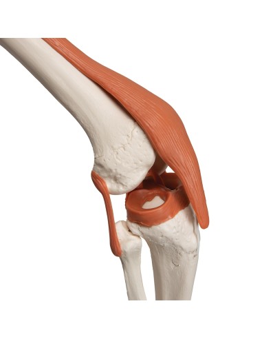 3B Scientific, Squelette humain avec ligaments...