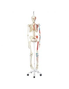 3B Scientific, Max Skeleton A11/1 mit Abbildung der...