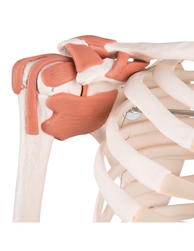 Modèle de squelette humain Sam avec ligaments...