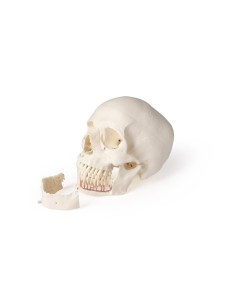 Luxury skull for dentistry and dental surgery, 5-part... 2
