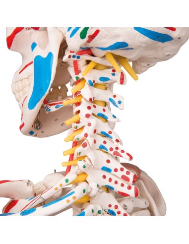 Modelo de esqueleto humano Sam con ligamentos...