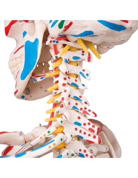 Modelo de esqueleto humano Sam con ligamentos articulares e inserciones musculares 3B Científico A13