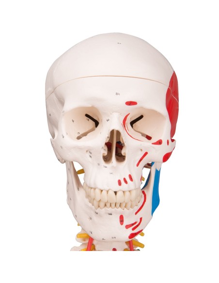 Modèle de squelette humain Sam avec ligaments articulaires et insertions musculaires 3B Scientific A13