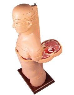 Erler Zimmer V120 Schnitttorso in Originalgröße 2