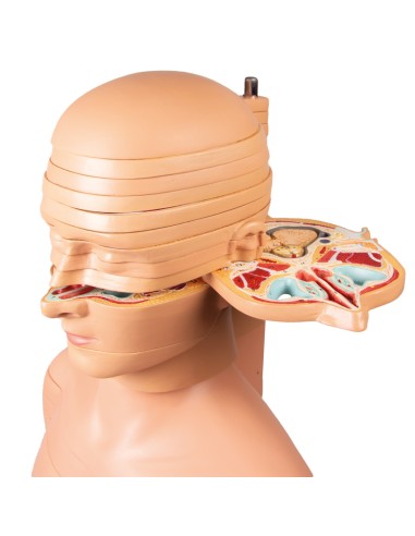 Erler Zimmer V120 full-size slice torso