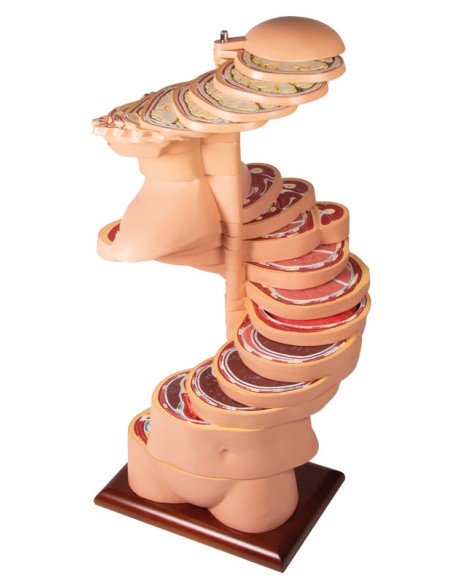 Erler Zimmer V120 Schnitttorso in Originalgröße