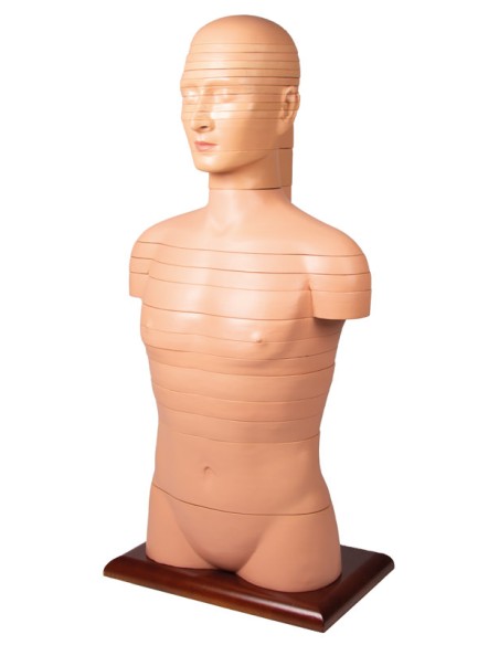 Erler Zimmer V120 Schnitttorso in Originalgröße