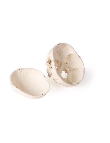 Cranio di lusso per odontoiatria e chirurgia...