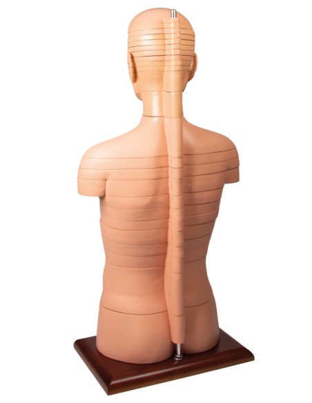 Torso a fette a dimensioni naturali Erler Zimmer V120