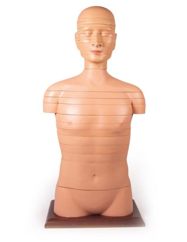 Erler Zimmer V120 torso cortado a tamaño natural