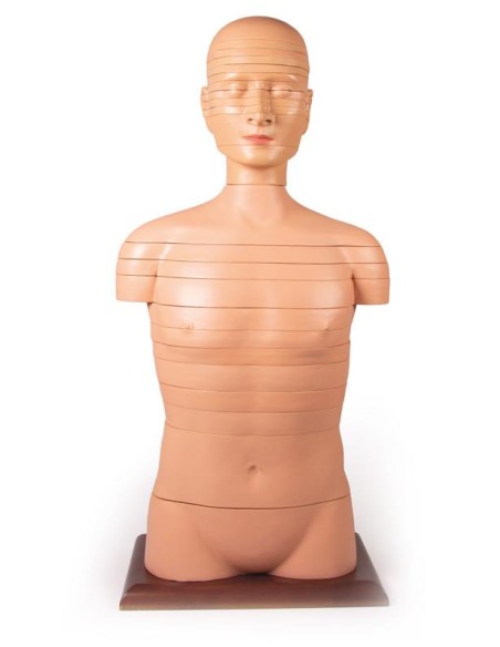 Erler Zimmer V120 torso cortado a tamaño natural