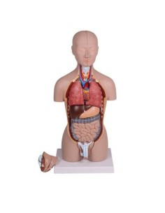 Erler Zimmer, half-scale model of bisexual human torso,...