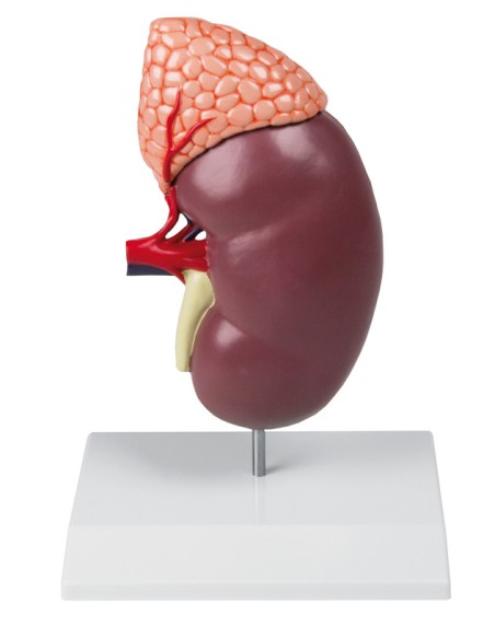 Kidney with adrenal gland, enlarged 2-fold Erler Zimmer K213