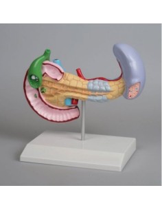 Erler Zimmer, Spleen, pancreas and gallbladder disease...