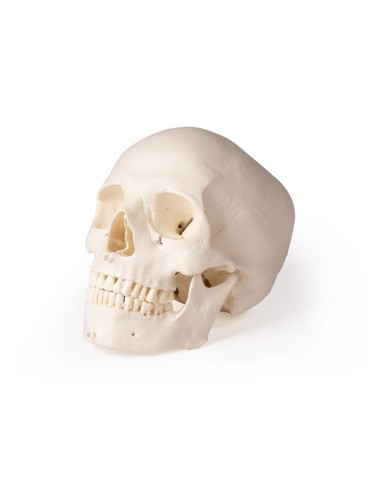 Cranio di lusso per odontoiatria e chirurgia...