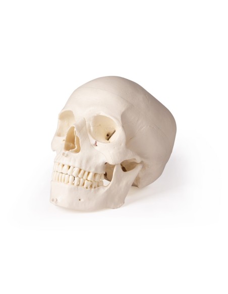 Luxusschädel für Zahnmedizin und Zahnchirurgie, 5-teilig Erler Zimmer 4850