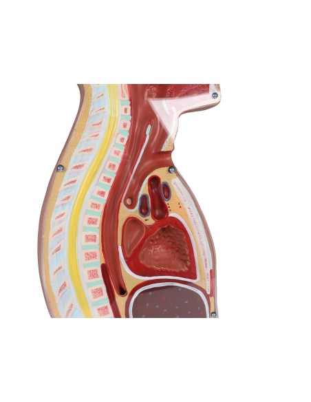 Torso per esercitazioni di sondino nasogastrico e tracheotomia Erler Zimmer B328