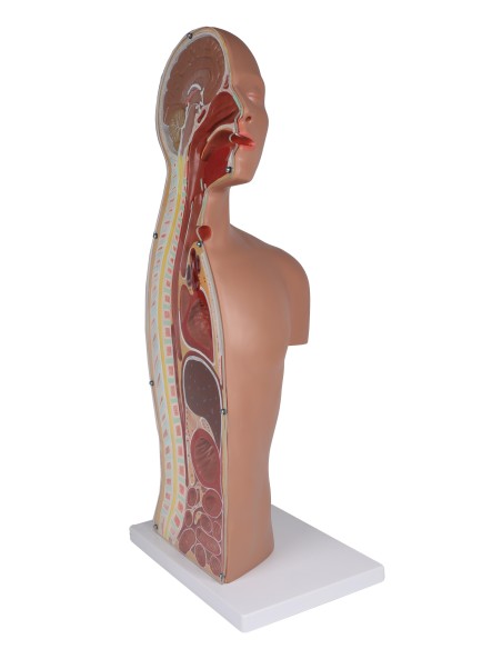 Torse d'entraînement à la sonde nasogastrique et à la trachéotomie Erler Zimmer B328