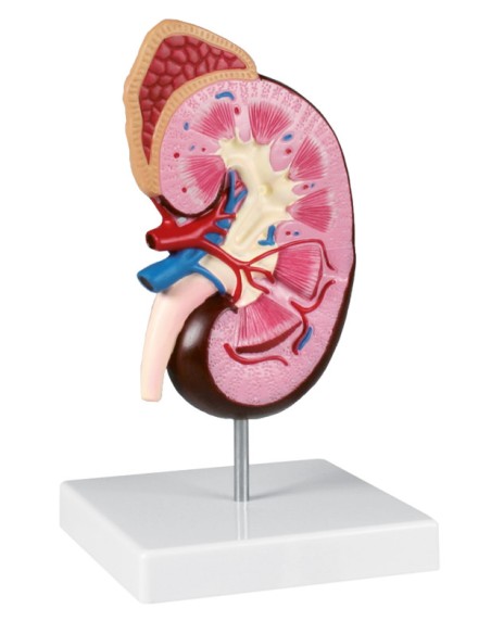 Erler Zimmer, Anatomisches Modell einer 2-fach vergrößerten Niere K260