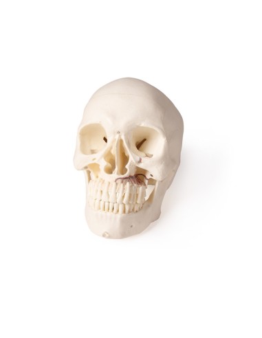 Cranio di lusso per odontoiatria e chirurgia...