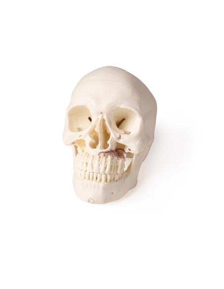 Cranio di lusso per odontoiatria e chirurgia dentale, in 5 parti Erler Zimmer 4850