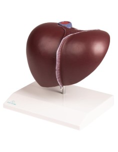 Anatomisches Modell der Leber mit Gallenblase Erler...