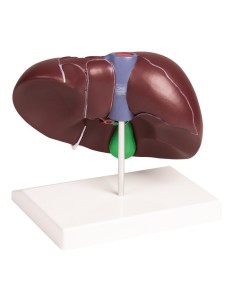 Anatomisches Modell der Leber mit Gallenblase Erler... 2