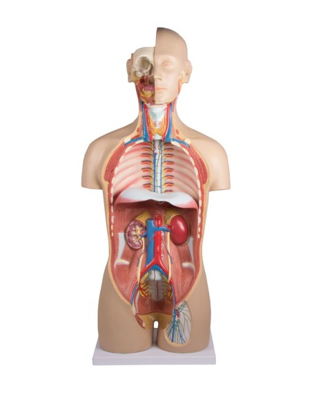 Erler Zimmer, modèle bisexuel de torse humain avec dos ouvert, séparable en 27 parties B235